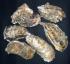 Ostrea gigas Ostrea gigas